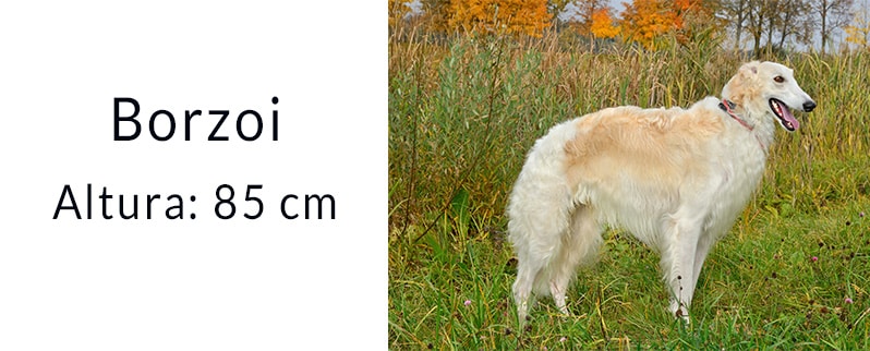 El perro más grande del mundo: Borzoi