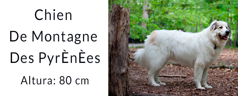 El perro más grande del mundo: Chien de Montagne des PyrÈnÈes