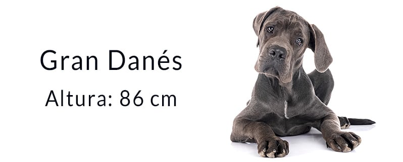El perro más grande del mundo: Gran Danés