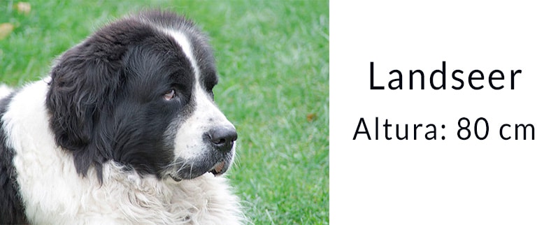 El perro más grande del mundo: Landseer