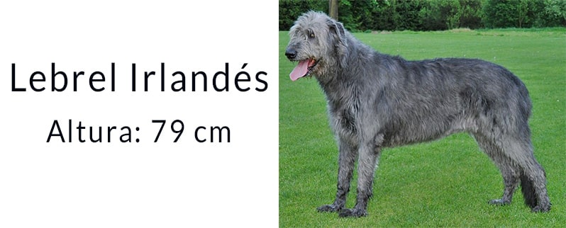 El perro más grande del mundo: Lebrel Irlandés