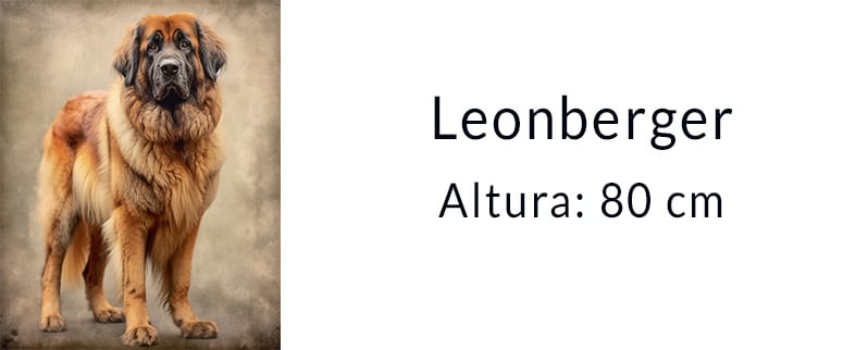 El perro más grande del mundo: Leonberger