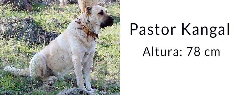 El perro más grande del mundo: Pastor Kangal