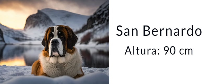 El perro más grande del mundo: San Bernardo