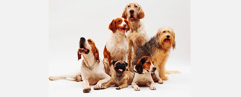 El perro más grande del mundo foto de portada