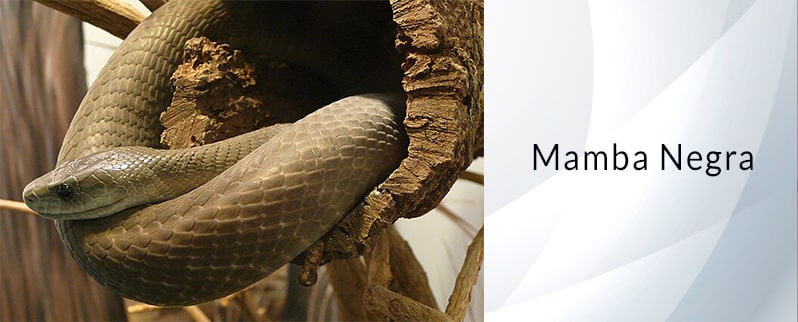 Serpiente más venenosa del mundo: Mamba Negra