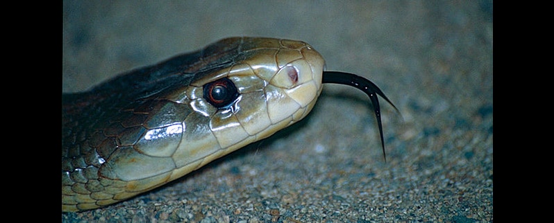 Serpiente más venenosa del mundo