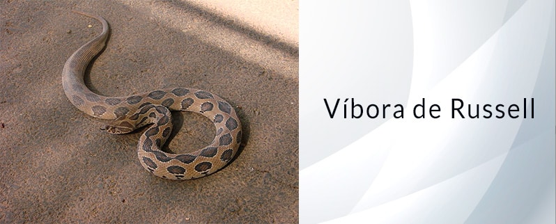 Serpiente más venenosa del mundo: Víbora de Russell