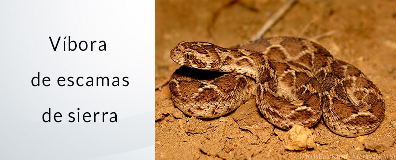 Serpiente más venenosa del mundo: Víbora de escamas de sierra