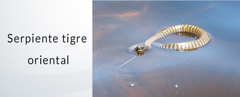 Serpiente más venenosa del mundo: Tigre Oriental