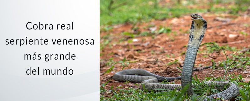 Cobra Real es la serpiente venenosa más grande del mundo