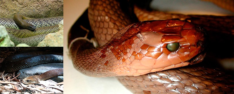 Taipán es la serpiente más venenosa del mundo