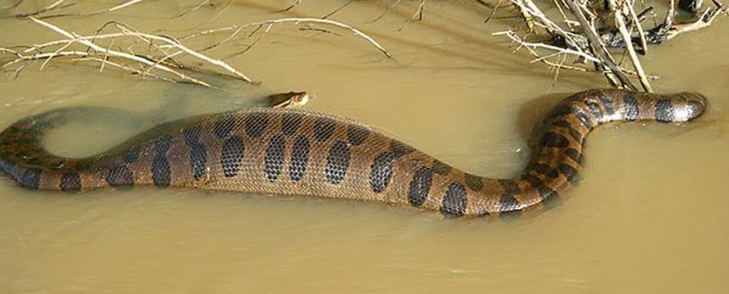 Anaconda Verde