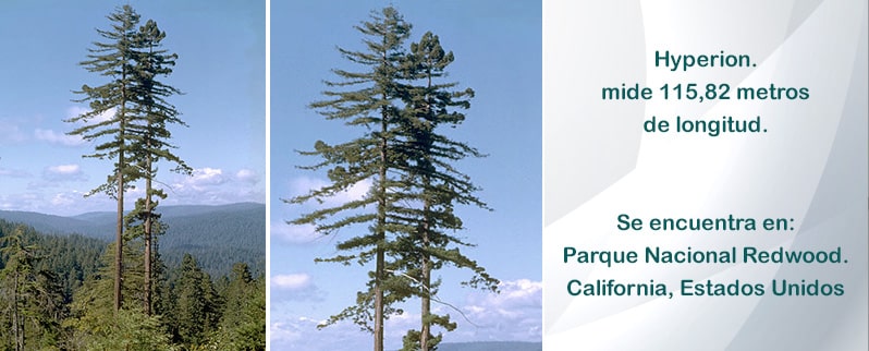 Árbol más grande del mundo