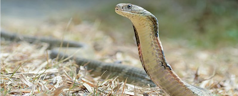 Cobra Real