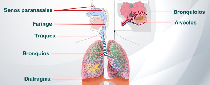 Esquema Del Aparato Respiratorio Dibujo