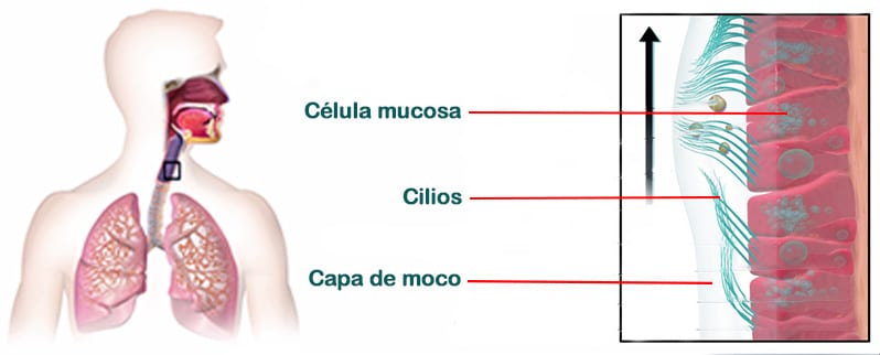 Estructuras Auxiliares Aparato Respiratorio