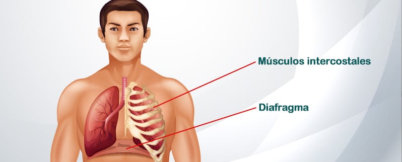 Estructuras Auxiliares Del Aparato Respiratorio