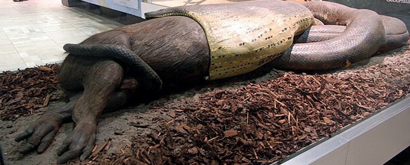 La serpiente mas grande del mundo Anaconda Verde 