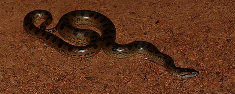 La serpiente mas grande del mundo Anaconda