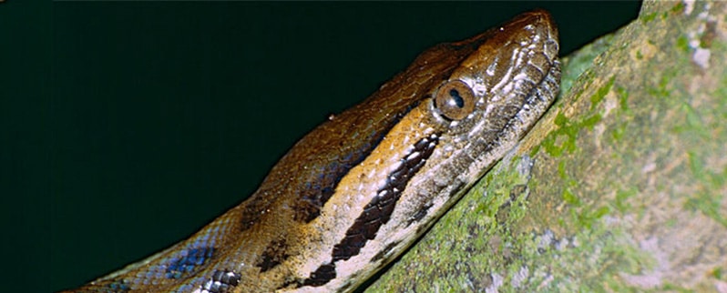 La serpiente mas grande del mundo Cabeza Anaconda
