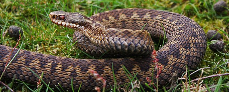 La serpiente mas grande del mundo Víboras