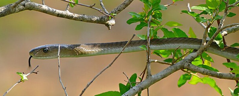 Mamba Negra