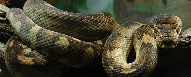 Pitón Amatista