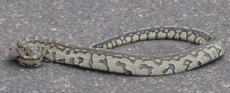 Pitón De Roca Africana