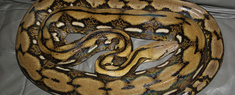 Pitón Reticulada