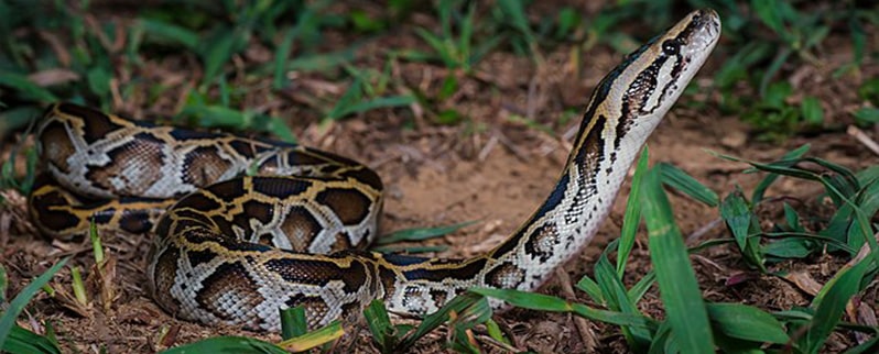 Pitón Tigre Oscura