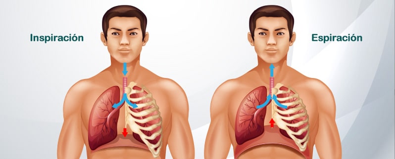 Proceso De Respiración