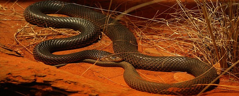 Serpiente Mulga