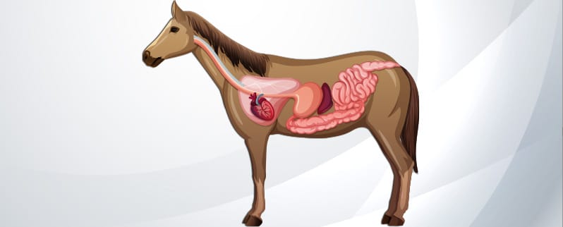 Aparato Digestivo Caballo