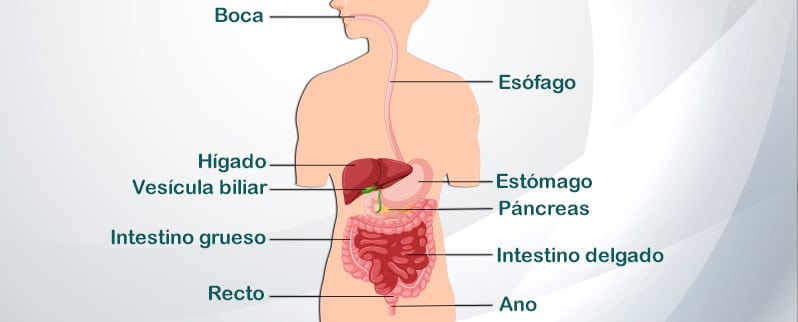 Aparato Digestivo Con Nombres