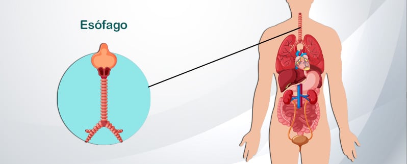 Aparato Digestivo Esofago