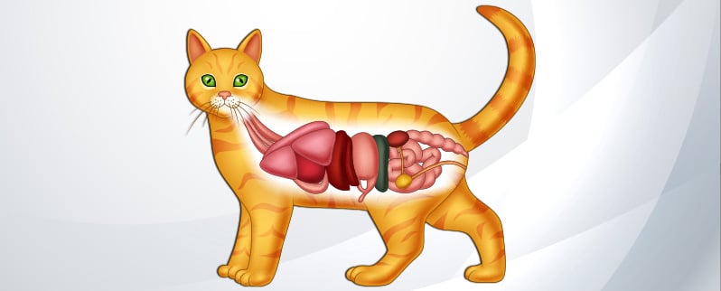 Aparato Digestivo Gato