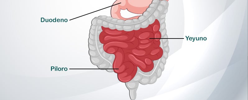 Aparato Digestivo Intestino Delgado