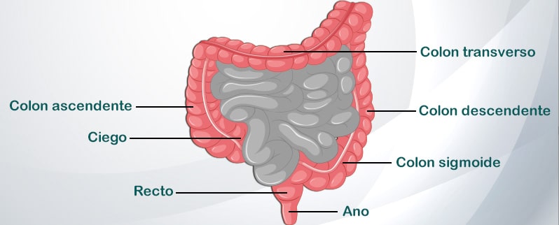 Aparato Digestivo Intestino Grueso