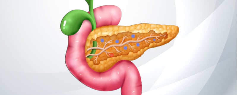 Aparato Digestivo Páncreas