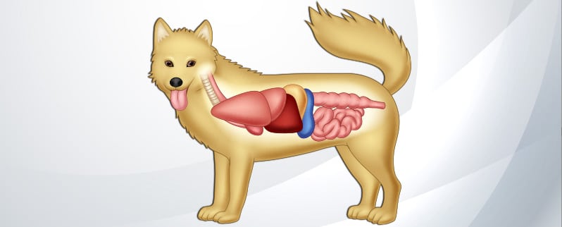 Aparato Digestivo Perro