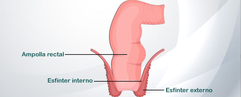Aparato Digestivo Recto
