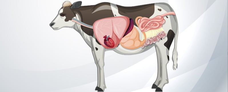 Aparato Digestivo Vaca
