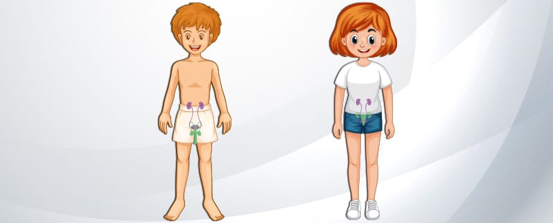 Aparato Excretor Niños