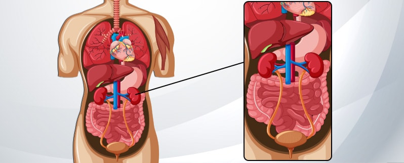 Aparato Excretor Ubicación Dentro Cuerpo Humano