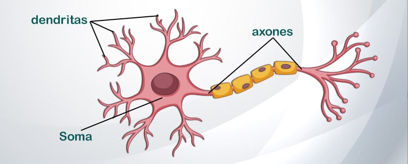 Células Sistema Nervioso Neurona
