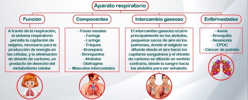 Mapa Conceptual Del Aparato Respiratorio