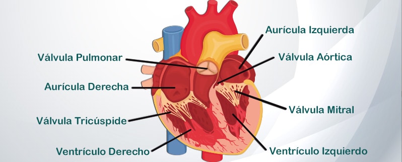 Partes Aparato Circulatorio Humano