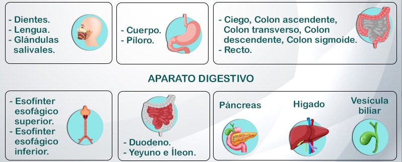 Partes Aparato Digestivo