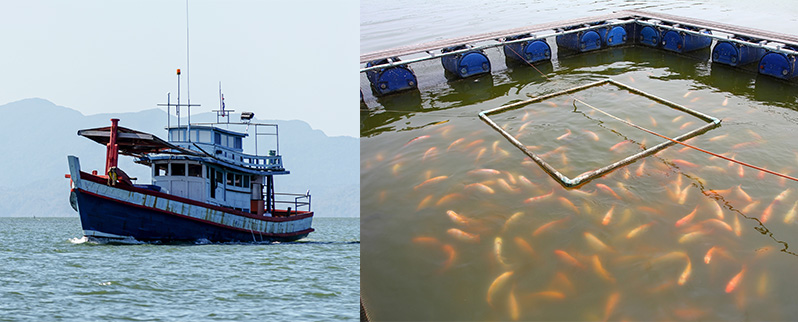 Pesca Acuicultura